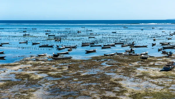 Морські водорості, сільське господарство, під час відливу на Нуса Лембонган, Індонезія — стокове фото