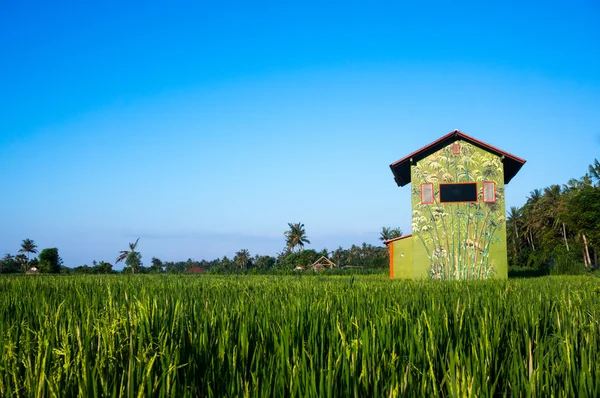 Maison de couleur vive sur une terrasse de riz Image En Vente
