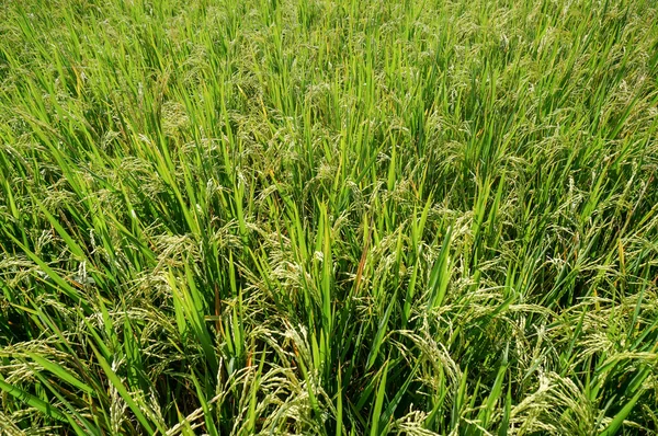 Campos Paddy, de perto — Fotografia de Stock