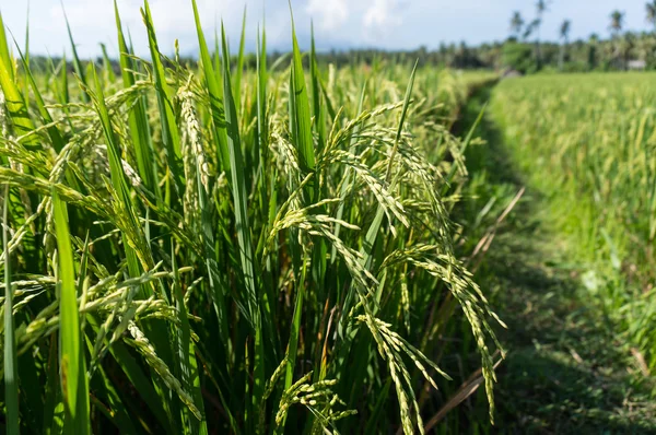 Paddy campo de arroz com fundo azul céu, close-up — Fotografia de Stock