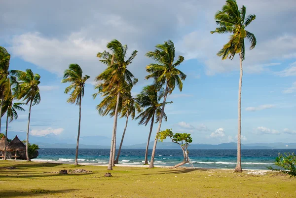 Plage sur l'île de Pamilakan. Palmiers, sable, herbe, eau bleue claire et personne autour Photos De Stock Libres De Droits