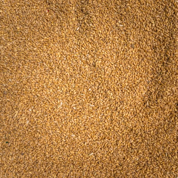 Rafine edilmemiş kahverengi pirinç için sağlıklı yakın çekim — Stok fotoğraf