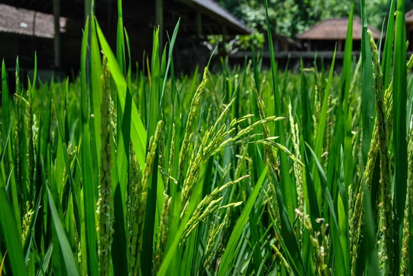 Campo de arroz. Fechar . — Fotografia de Stock