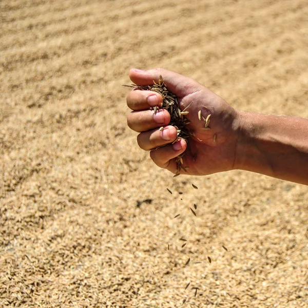 Close up of  rice seed in farmer hand, the harvest on background