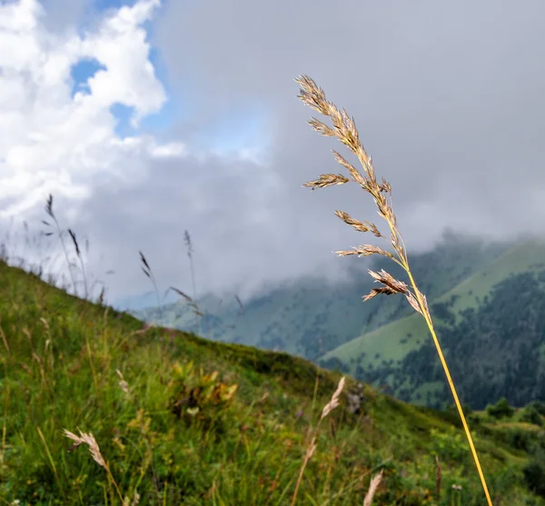 Spike in the foreground and grass and meadow covered with clouds