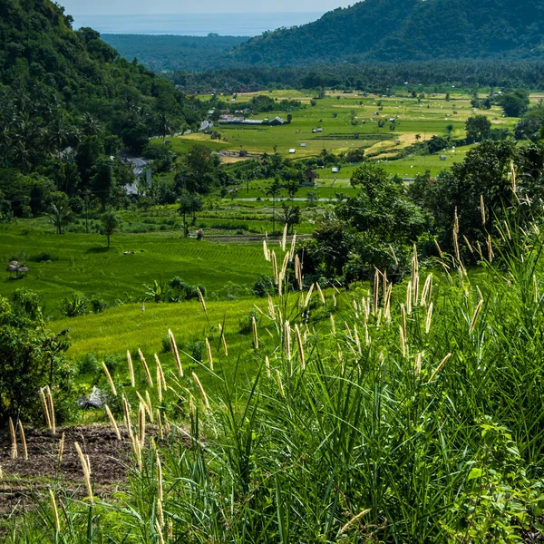 Terrazas de arroz en Bali. Espigas de hierba en primer plano — Foto de Stock