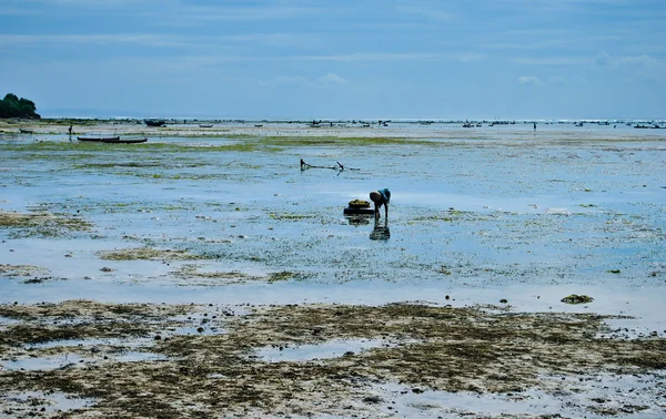 Het verzamelen van zeewier op de zeewier plantages in de buurt van het strand van Nusa Lembongan, Indonesië — Stockfoto