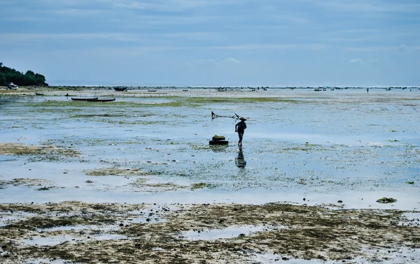 Het verzamelen van zeewier op de zeewier plantages in de buurt van het strand op het eiland Nusa Lembongan. Indonesië — Stockfoto