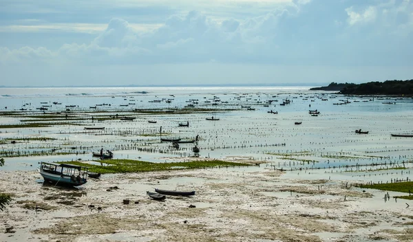 Збір водоростей на плантаціях водоростей поруч із пляжем на острові Нуса Лембонган. Індонезія — стокове фото