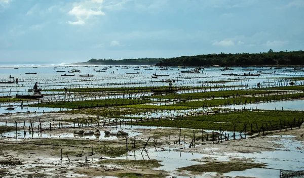 Het verzamelen van zeewier op de zeewier plantages in de buurt van het strand op het eiland Nusa Lembongan. Indonesië — Stockfoto