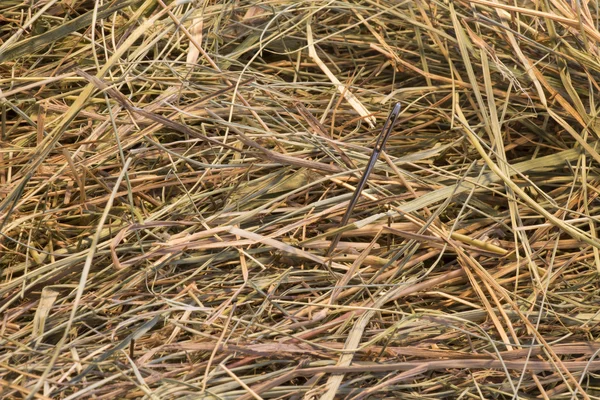 Naald in een hooiberg — Stockfoto