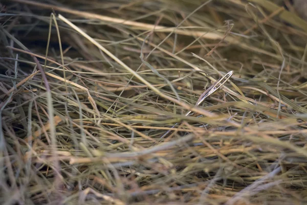 Needle in a haystack — Stock Photo, Image