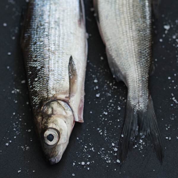 Fresh Whitefish on salt