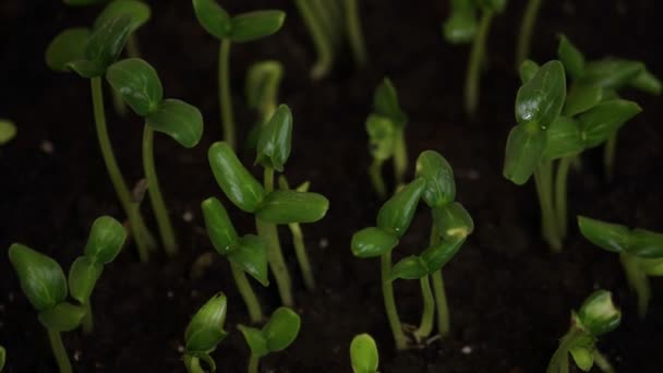 Semi di cetriolo germinanti — Video Stock