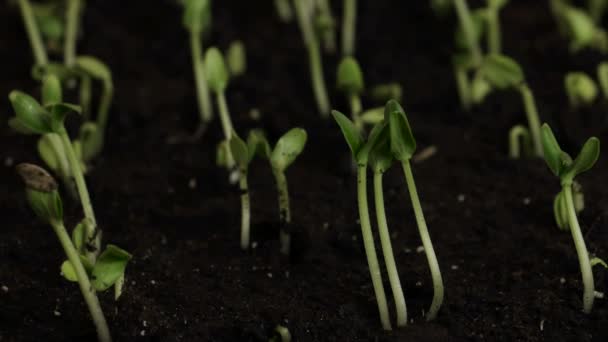 Sementes de Pepino Germinante — Vídeo de Stock