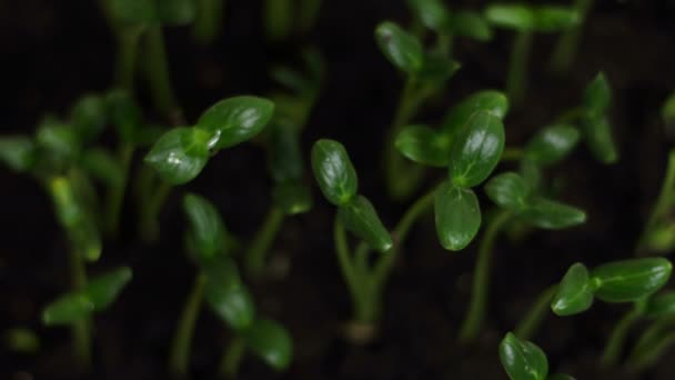 Germinando semillas de pepino — Vídeo de stock