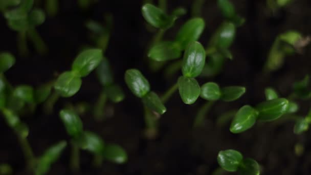 Sementes de Pepino Germinante — Vídeo de Stock