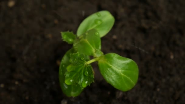 Germinazione di semi di cetriolo sulla pioggia — Video Stock