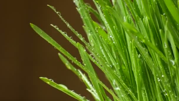 Hierba con salpicaduras de agua — Vídeos de Stock