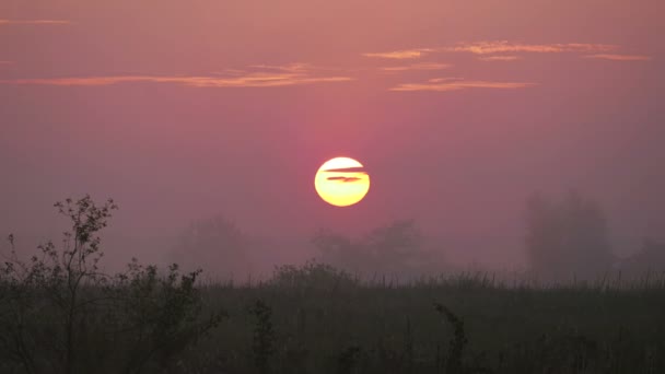 Mañana niebla en el campo — Vídeos de Stock