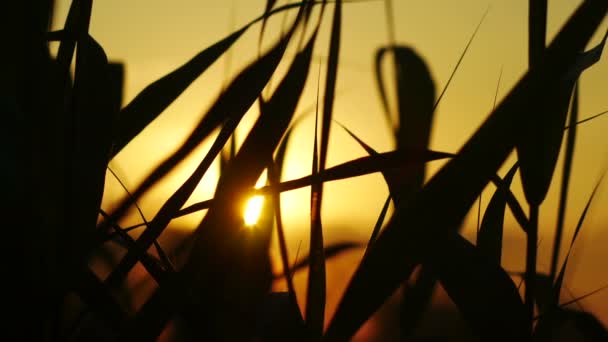 Las cañas en el fondo del atardecer — Vídeo de stock