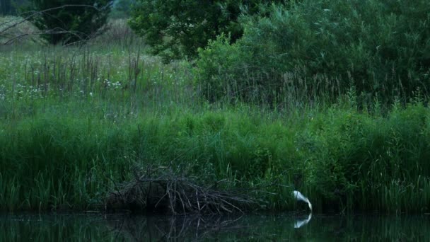 Oiseau blanc à la rivière — Video