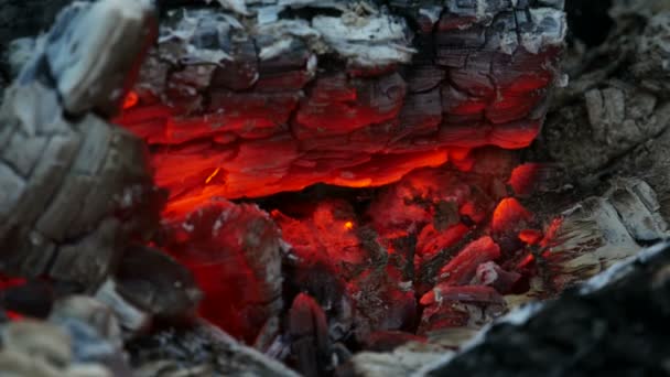 Carbone caldo Campfire — Video Stock