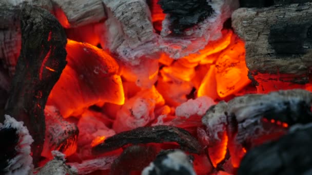 Carbone caldo Campfire — Video Stock