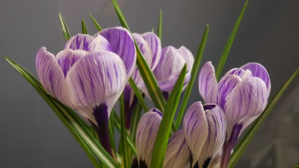 Délai de floraison 