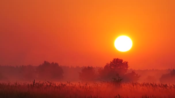 Tåge ved solnedgang 2 – Stock-video