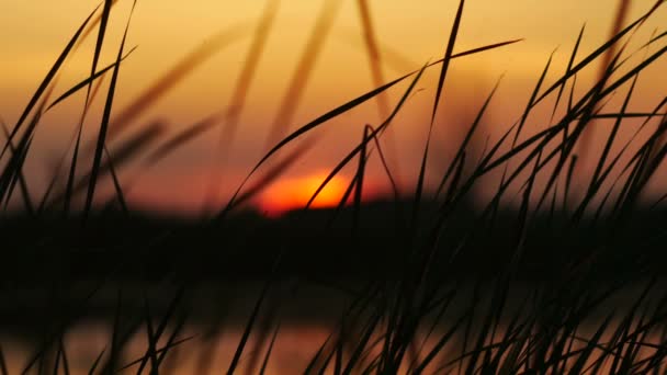 Las cañas en el fondo del atardecer — Vídeo de stock