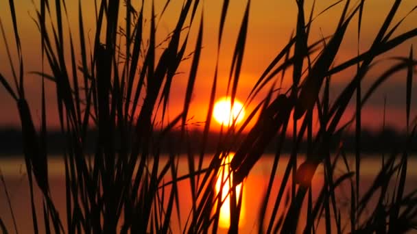 在太阳与水背景的日落景观的芦苇丛 — 图库视频影像