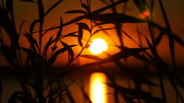 在太阳与水背景的日落景观的芦苇丛 — 图库视频影像
