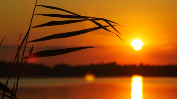 Очерету на захід сонця краєвид з сонце і вода фону — стокове відео