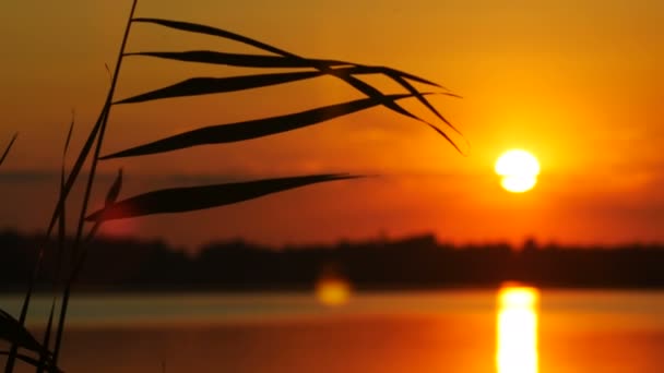 Color Puesta de sol sobre el río — Vídeo de stock