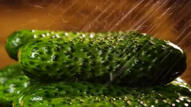 Piękny ogórek z kroplami wody, Makro 4k wideo, Surowe warzywa żywności ekologicznej, Zbiory ekologiczne w ogrodzie, Rolnictwo, Rolnictwo — Wideo stockowe