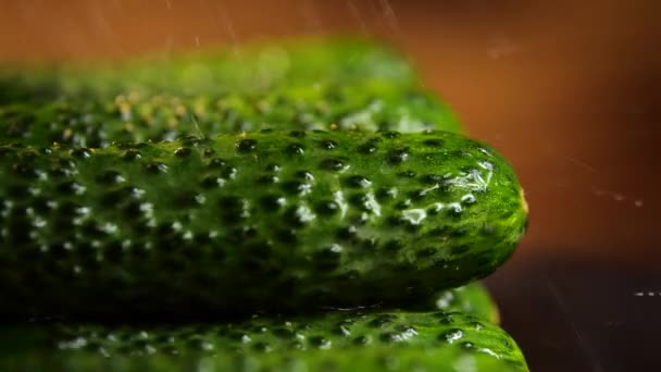 Όμορφο Αγγούρι με σταγόνες νερού, βίντεο macro 4k, ωμά βιολογικά λαχανικά τροφίμων, βιολογική συγκομιδή στον κήπο, γεωργία, γεωργία — Αρχείο Βίντεο
