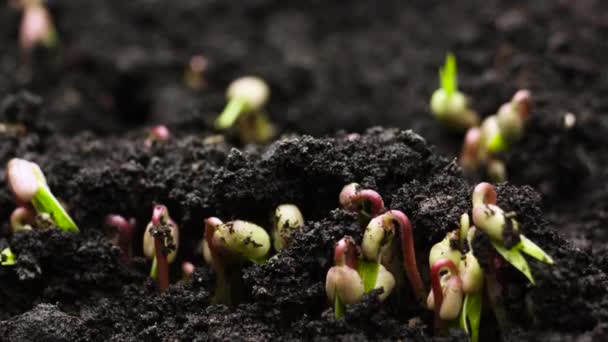 Piante in crescita in primavera timelapse, germogli germinazione neonato fagiolino verde in agricoltura serra — Video Stock