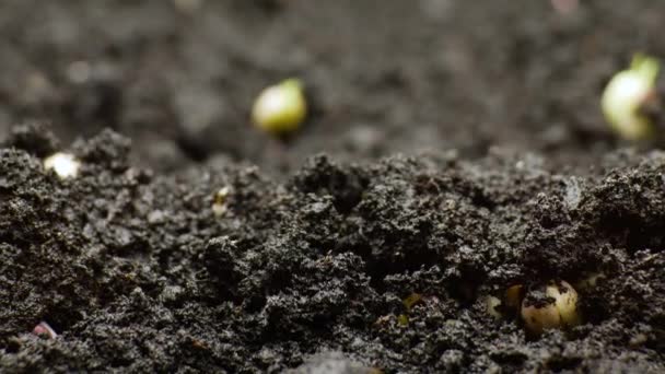 Plantas en crecimiento en primavera timelapse, brotes germinación frijol verde recién nacido en la agricultura de invernadero — Vídeo de stock