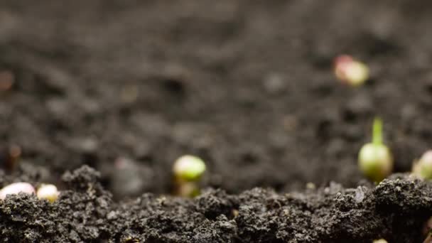 在时间流逝中生长的植物，发芽绿豆，春夏农业 — 图库视频影像