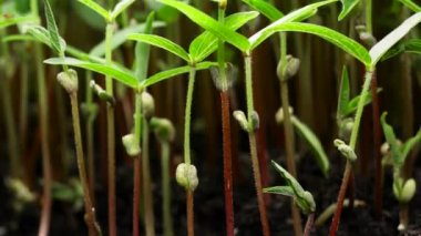 Bahar mevsiminde büyüyen mikroyeşil bitkiler sera tarımında yeni doğan bitkiler filizlenir.