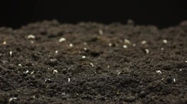 Timelapse 'de bitki yetiştirme, filizlenme Yeşil Fasulye, Bahar ve Yaz Tarım