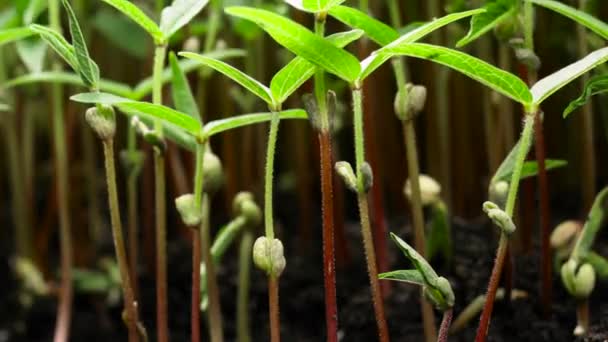 Cultiver des plantes microvertes au printemps timelapse, germes germination plante nouveau-née dans l'agriculture en serre — Video