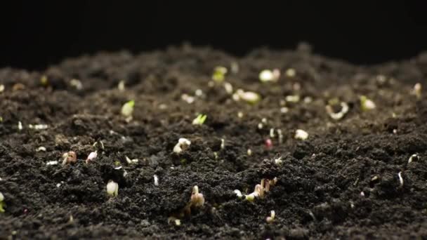 Pěstování rostlin ve vhodnou dobu, klíčky klíčící zelené fazole, jarní a letní zemědělství — Stock video