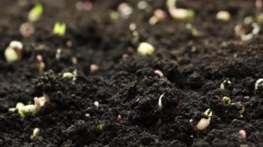 Bahar mevsiminde büyüyen mikroyeşil bitkiler sera tarımında yeni doğan bitkiler filizlenir.