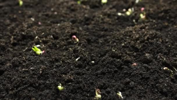 Planta Crescendo em Timelapse, brotos Germinação Feijão Verde, Primavera e Verão Agricultura — Vídeo de Stock