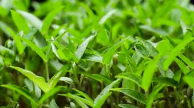 Timelapse 'de bitki yetiştirme, filizlenme Yeşil Fasulye, Bahar ve Yaz Tarım