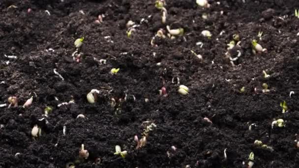 Planta Crescendo em Timelapse, brotos Germinação Feijão Verde, Primavera e Verão Agricultura — Vídeo de Stock