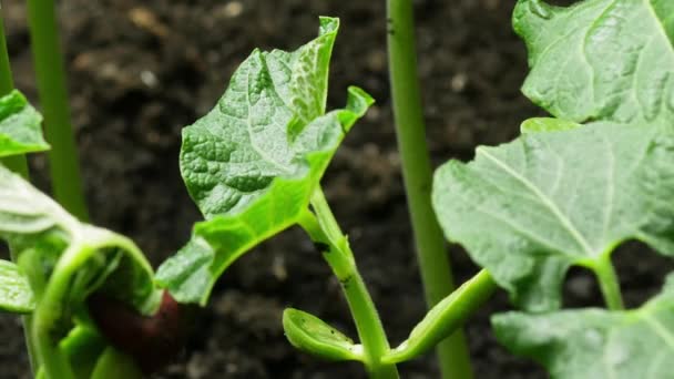 Pěstování Rostlina ve lhůtách, Čerstvé zelené listy, klíček klíčení novorozené zelené fazole rostlin ve skleníkovém zemědělství, Rozvoj po klíčení — Stock video
