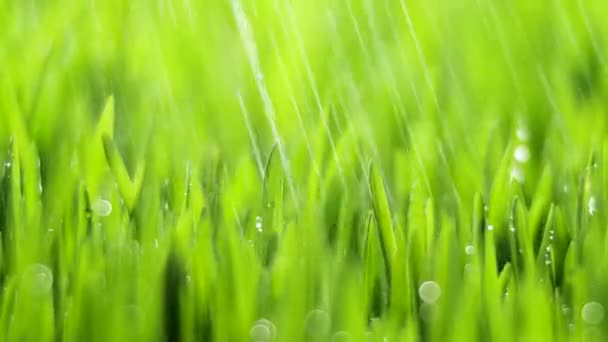 Herbe verte fraîche avec gouttes de pluie, précipitations dans la nature, printemps, climat humide, gouttes de rosée sur herbe verte, blé, seigle — Video